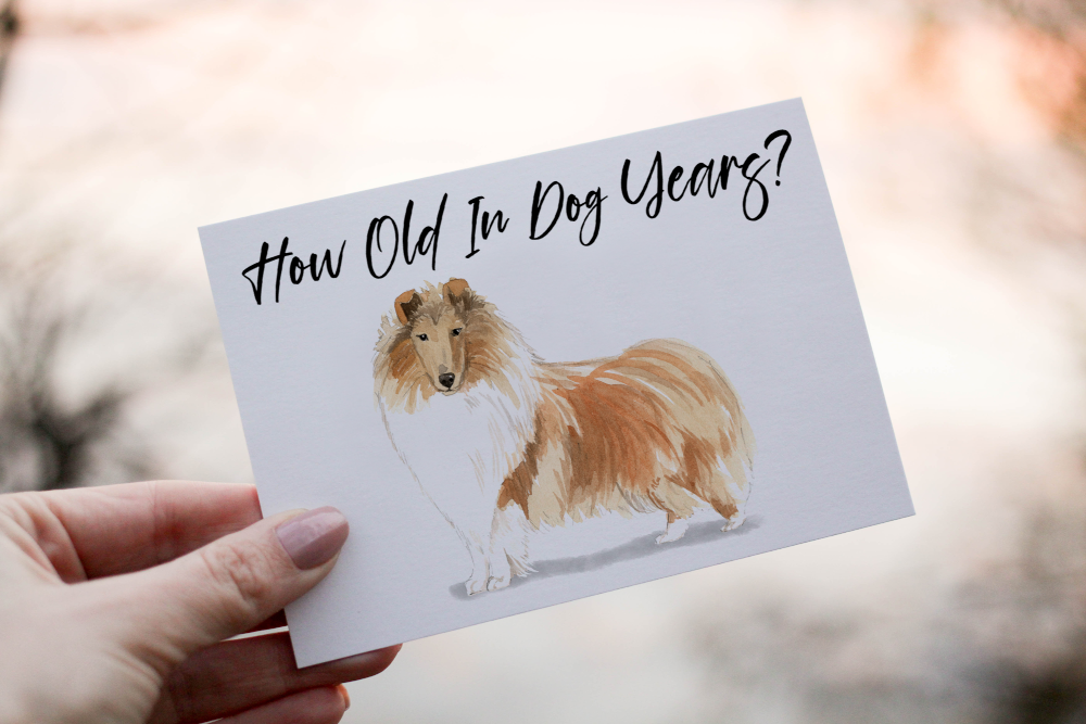 Rough Collie Dog Birthday Card, Dog Birthday Card - Click Image to Close